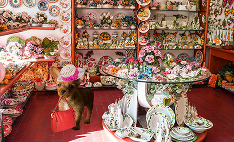 A Chihuahua in a China Closet with a purse and a hat.